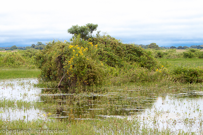 pantanal